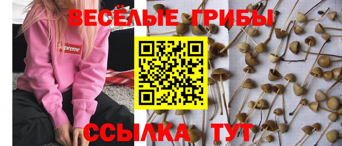 Галлюциногенные грибы GOLDEN TEACHER  Галлюциногенные грибы ЛСД  Вход с VPN  Калининград 